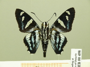  ( - HESP-EB 00 498)  @14 [ ] Copyright (2010) Ernst Brockmann Research Collection of Ernst Brockmann
