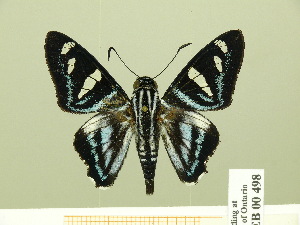  ( - HESP-EB 00 498)  @14 [ ] Copyright (2010) Ernst Brockmann Research Collection of Ernst Brockmann