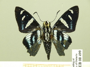 ( - HESP-EB 00 499)  @13 [ ] Copyright (2010) Ernst Brockmann Research Collection of Ernst Brockmann