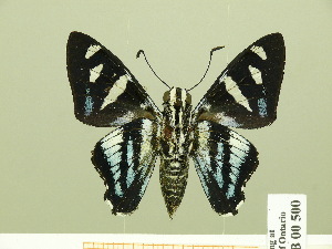  ( - HESP-EB 00 500)  @13 [ ] Copyright (2010) Ernst Brockmann Research Collection of Ernst Brockmann