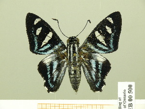  ( - HESP-EB 00 500)  @13 [ ] Copyright (2010) Ernst Brockmann Research Collection of Ernst Brockmann