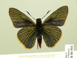  (Pyrrhopygopsis - HESP-EB 00 503)  @14 [ ] Copyright (2010) Ernst Brockmann Research Collection of Ernst Brockmann