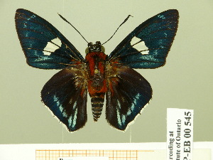  ( - HESP-EB 00 545)  @11 [ ] Copyright (2010) Ernst Brockmann Research Collection of Ernst Brockmann