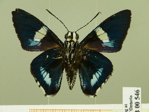  (Tarsoctenus plutia - HESP-EB 00 546)  @14 [ ] Copyright (2010) Ernst Brockmann Research Collection of Ernst Brockmann