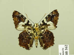  (Marela tamyroides - HESP-EB 00 562)  @14 [ ] Copyright (2010) Ernst Brockmann Research Collection of Ernst Brockmann