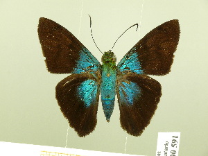  (Astraptes cretatus - HESP-EB 00 591)  @14 [ ] Copyright (2010) Ernst Brockmann Research Collection of Ernst Brockmann