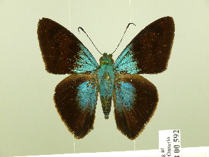  (Astraptes chiriquensis - HESP-EB 00 592)  @14 [ ] Copyright (2010) Ernst Brockmann Research Collection of Ernst Brockmann