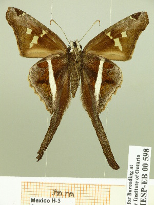  (Chioides albofasciatus - HESP-EB 00 598)  @14 [ ] Copyright (2010) Ernst Brockmann Research Collection of Ernst Brockmann