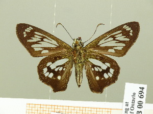  (Phanus australis - HESP-EB 00 694)  @13 [ ] Copyright (2010) Ernst Brockmann Research Collection of Ernst Brockmann