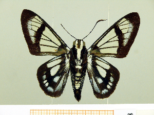  (Oxynetra confusa - HESP-EB 00 008)  @14 [ ] Copyright (2010) Ernst Brockmann Research Collection of Ernst Brockmann