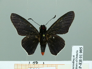  (Mysarbia sejanus - HESP-EB 01 005)  @14 [ ] Copyright (2010) Ernst Brockmann Research Collection of Ernst Brockmann