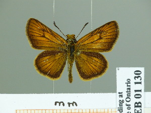  (Thymelicus leonida - HESP-EB 01 130)  @14 [ ] Copyright (2010) Ernst Brockmann Research Collection of Ernst Brockmann