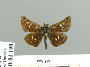 (Carterocephalus flavomaculatus - HESP-EB 01 190)  @14 [ ] Copyright (2010) Ernst Brockmann Research Collection of Ernst Brockmann