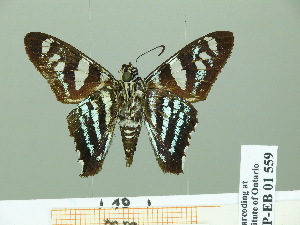  ( - HESP-EB 01 559)  @13 [ ] Copyright (2010) Ernst Brockmann Research Collection of Ernst Brockmann
