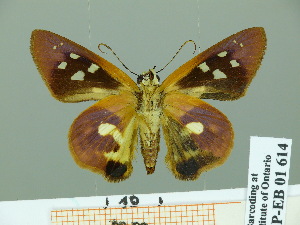  (Drephalys croceus - HESP-EB 01614)  @14 [ ] Copyright (2010) Ernst Brockmann Research Collection of Ernst Brockmann