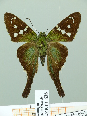  ( - HESP-EB 01638)  @14 [ ] Copyright (2010) Ernst Brockmann Research Collection of Ernst Brockmann