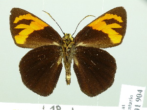  ( - HESP-EB 01904)  @14 [ ] Copyright (2010) Ernst Brockmann Research Collection of Ernst Brockmann