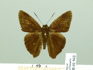  ( - HESP-EB 01942)  @13 [ ] Copyright (2010) Ernst Brockmann Research Collection of Ernst Brockmann
