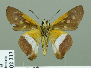  (Pseudodrephalys sohni - HESP-EB 02213)  @14 [ ] Copyright (2010) Ernst Brockmann Research Collection of Ernst Brockmann