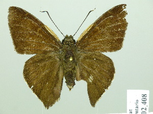  (Murgaria jalapus - HESP-EB 02408)  @14 [ ] Copyright (2010) Ernst Brockmann Research Collection of Ernst Brockmann