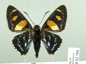  (Mimoniades ocyalus - HESP-EB 02 704)  @15 [ ] Copyright (2012) Ersnt Brockmann Research Collection of Ernst Brockmann