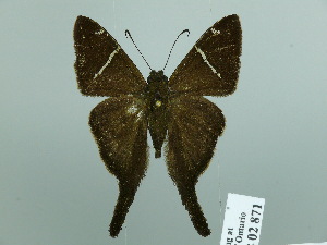  ( - HESP-EB 02 871)  @13 [ ] Copyright (2012) Ersnt Brockmann Research Collection of Ernst Brockmann