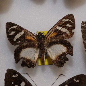  ( - NPML_Hsp220)  @11 [ ] Copyright (2025) Nino Page Unspecified