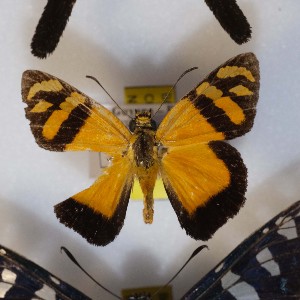  ( - NPML_Hsp30)  @11 [ ] Copyright (2025) Nino Page Unspecified