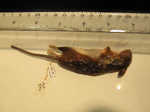  ( - USNM-AWF872)  @12 [ ] Unspecified (default): All Rights Reserved  Unspecified Unspecified