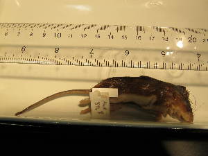  ( - USNM-AWF896)  @12 [ ] No Rights Reserved (2011) Hillary Young Smithsonian Institute