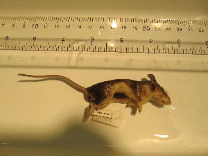  ( - USNM-AWF903)  @12 [ ] Unspecified (default): All Rights Reserved  Unspecified Unspecified