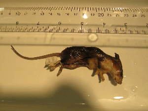  ( - USNM-AWF905)  @12 [ ] No Rights Reserved (2011) Hillary Young Smithsonian Institute