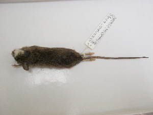  ( - USNM 590863)  @12 [ ] No Rights Reserved  Unspecified Unspecified
