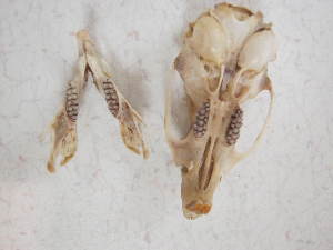  ( - USNM 590910)  @12 [ ] No Rights Reserved  Unspecified Unspecified
