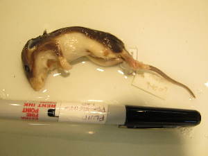  ( - USNM AWF 940)  @12 [ ] No Rights Reserved  Unspecified Unspecified