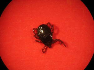 ( - GC22a)  @11 [ ] No Rights Reserved (2013) Unspecified Smithsonian Institution National Museum Natural History