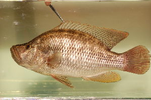  (Serranochromis sp. intermedius - HvdB20)  @11 [ ] No Rights Reserved (2010) Frederick Hermanus Van der Bank University of Johannesburg