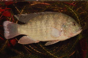  (Sargochromis giardi - HvdBN52)  @11 [ ] No Rights Reserved (2010) Frederick Hermanus Van der Bank University of Johannesburg