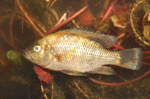  (Sargochromis codringtonii - HvdBN60)  @11 [ ] No Rights Reserved (2010) Frederick Hermanus Van der Bank University of Johannesburg