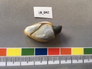  ( - MT563425)  @11 [ ] Unspecified (default): All Rights Reserved  Unspecified Unspecified