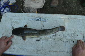  (Clarias gariepinus - HvdB-05-2010-55)  @14 [ ] No Rights Reserved (2010) Frederick Hermanus Van der Bank University of Johannesburg