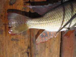  (Thoracochromis buysi - HvdB-12-2009-135)  @13 [ ] No Rights Reserved (2010) Frederick Hermanus Van der Bank University of Johannesburg