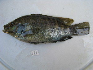  (Tilapia - HvdB-10-2010-07)  @14 [ ] Unspecified (default): All Rights Reserved  Unspecified Unspecified