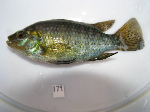  (Tilapia - HvdB-10-2010-51)  @14 [ ] Unspecified (default): All Rights Reserved  Unspecified Unspecified