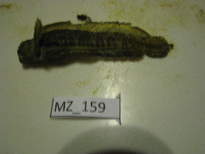  ( - HvdB-02-2011-MZ_159)  @12 [ ] Unspecified (default): All Rights Reserved  Unspecified Unspecified