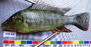  (Thoracochromis albolabris - KUN_032)  @15 [ ] No Rights Reserved  Unspecified Unspecified
