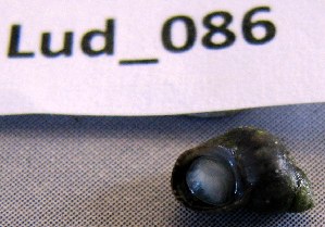  (Tricolia capensis - HvdB-Lud-086)  @12 [ ] Unspecified (default): All Rights Reserved  Unspecified Unspecified