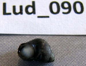  ( - HvdB-Lud-090)  @12 [ ] Unspecified (default): All Rights Reserved  Unspecified Unspecified