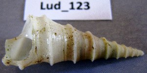  (Turritella carinifera - HvdB-Lud-123)  @14 [ ] Unspecified (default): All Rights Reserved  Unspecified Unspecified