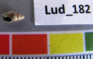  ( - HvdB-Lud-182)  @12 [ ] Unspecified (default): All Rights Reserved  Unspecified Unspecified